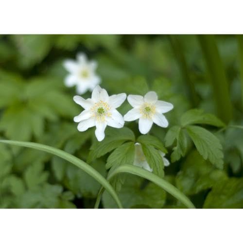 White Anemone Nemorosa Flower Seeds – Heirloom, Non-GMO, High Germination Organic Garden Seeds for Planting