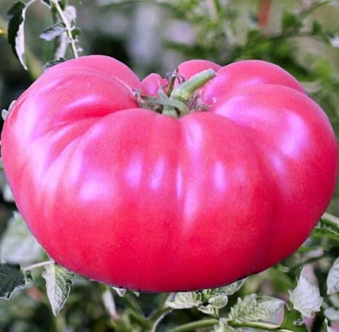 Pink Tomato Seeds – Heirloom, Non-GMO, High Germination Organic Garden Seeds Planting