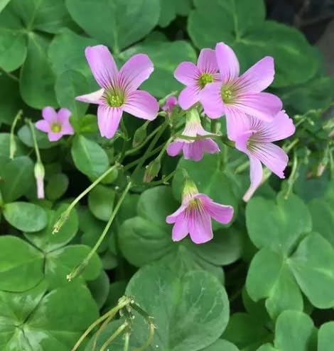 Pink Oxalis Corymbosa Flower Seeds – Heirloom, Non-GMO, High Germination Organic Garden Seeds for Planting