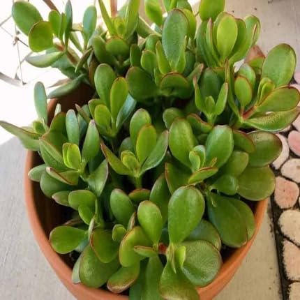 greencrassulaovataheirloomnongmo flower seeds