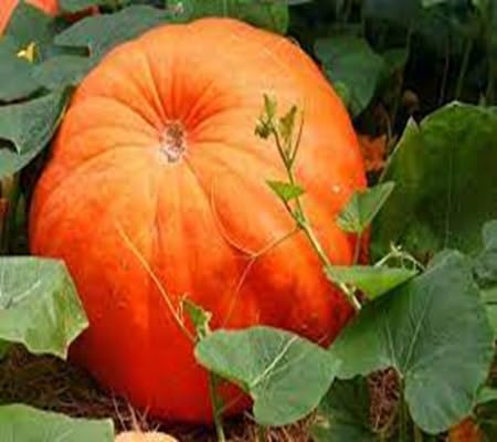Pumpkin Seeds – Heirloom, Non-GMO, High Germination Organic Garden Seeds Planting