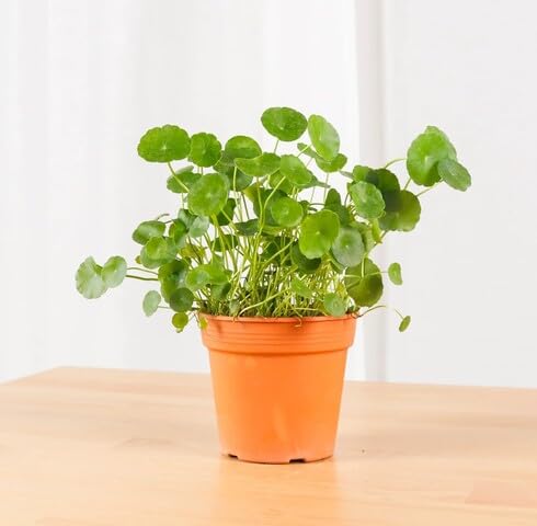 green centella flower seeds