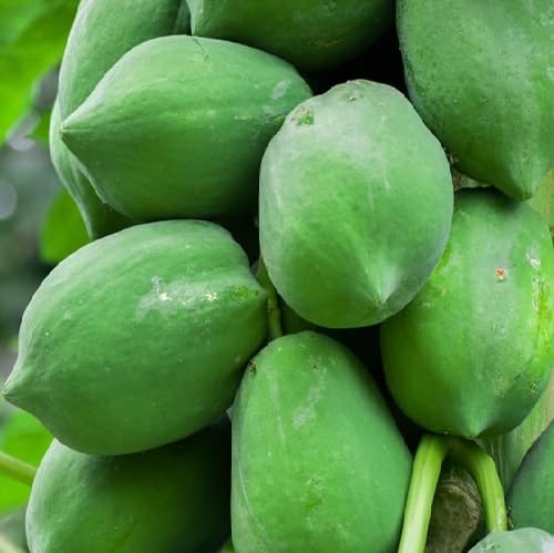 Green Papaya Tree Seeds – Heirloom, Non-GMO, High Germination Organic Garden Seeds