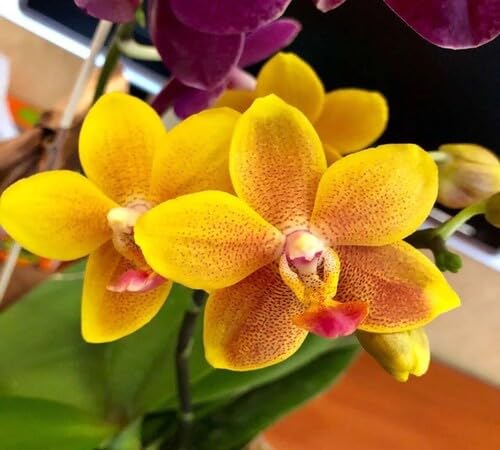 Phalaenopsis Flower Seeds for Planting | Heirloom Non-GMO High Germination Organic Garden Seeds