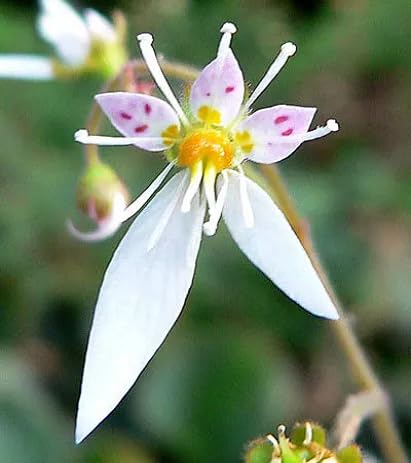 White Saxifraga Flower Seeds – Heirloom, Non-GMO, High Germination Organic Garden Seeds for Planting