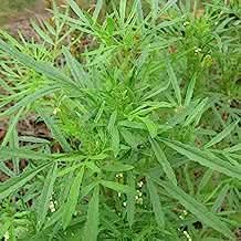 Huacatay Plant herb seeds