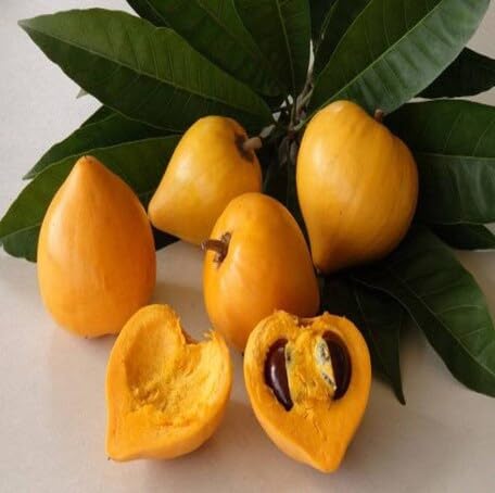 Yellow Lucuma Seeds – Heirloom, Non-GMO, High Germination Organic Garden Seeds