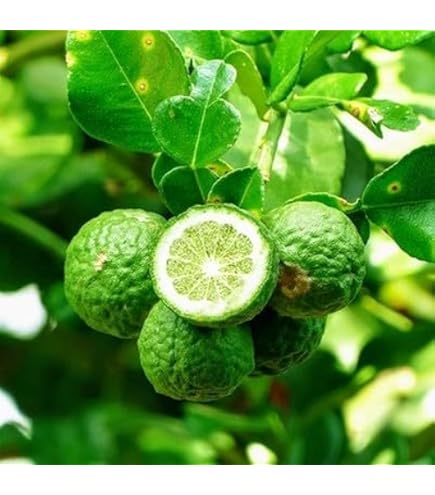 Bergamot Seeds Green Heirloom Non-GMO High Germination Organic Garden Seeds for Planting