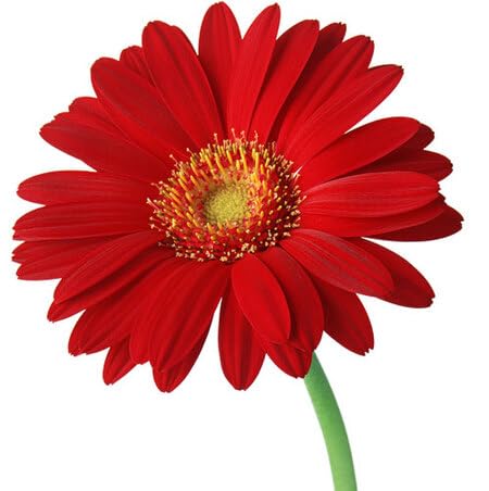 Semillas de Flores Gerbera – Semillas de Jardín Orgánicas para Sembrar, de Herencia, Sin OGM, Alta Germinación