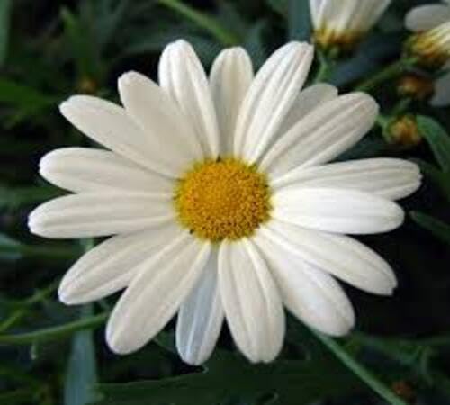 Giant Daisy Flower Seeds White Heirloom Non-GMO High Germination Seeds