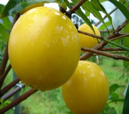 Caimito Seeds – Heirloom, Non-GMO, High Germination Organic Garden Seeds