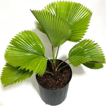 green licuala flower seeds