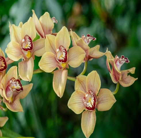Yellow Cymbidium Flower Seeds – Heirloom, Non-GMO, High Germination Organic Garden Seeds
