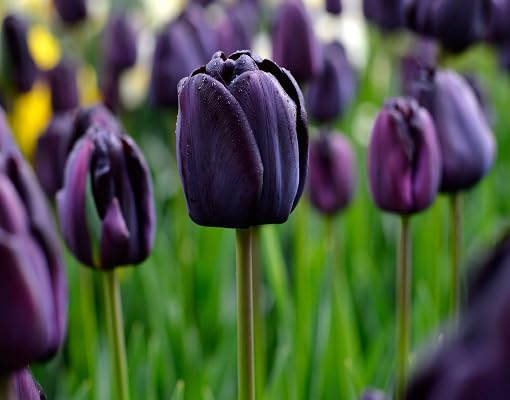 browntulipflowerheirloomnongmo flower seeds