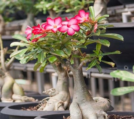 adeniumflowerheirloomnongmo flower seeds