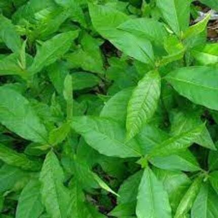 green anamu flower seeds