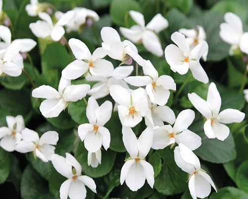 White Viola Odorata Flower Seeds – Heirloom Non-GMO High Germination Organic Garden Seeds