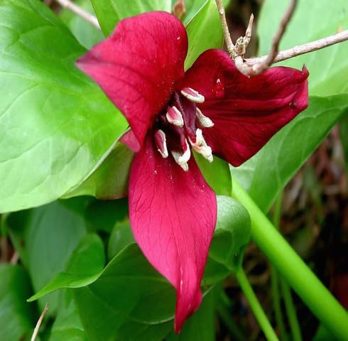 Marron Trillium Flower Seeds Heirloom Non-GMO High Germination Organic Garden Seeds for Planting