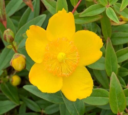 Yellow Hypericum Flower Seeds – Heirloom Non-GMO High Germination Organic Garden Seeds