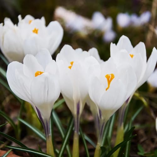 White Crocus Flower Seeds Heirloom Non-GMO High Germination Organic Garden Seeds for Planting