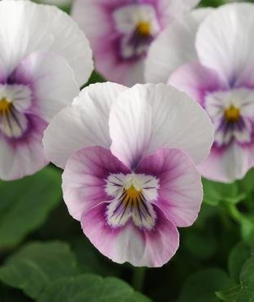 pink viola flower seeds