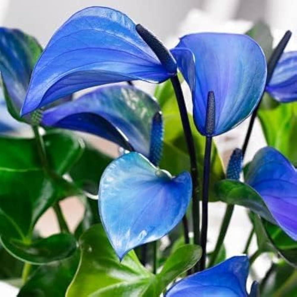 Blue Anthurium Flower Seeds for Planting – Heirloom Non-GMO High Germination Organic Seeds