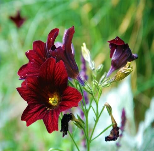 Red Salpiglossis Flower Seeds – Heirloom Non-GMO High Germination Organic Garden Seeds