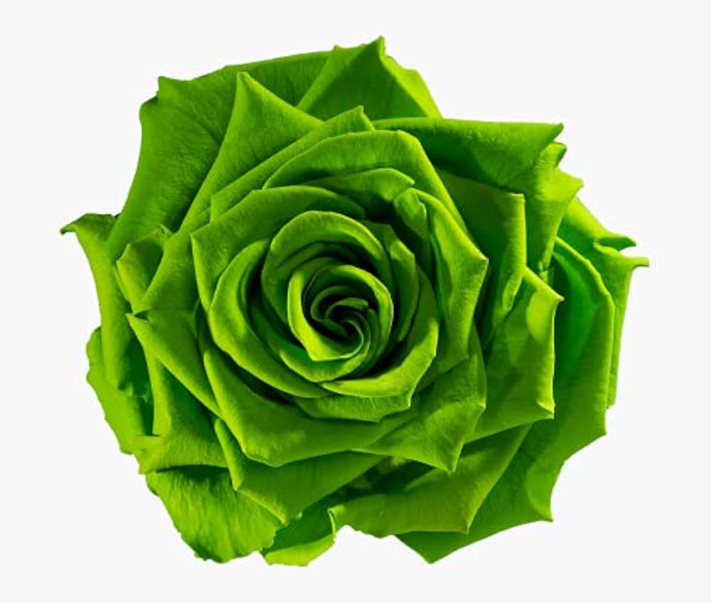 green rose flower seeds