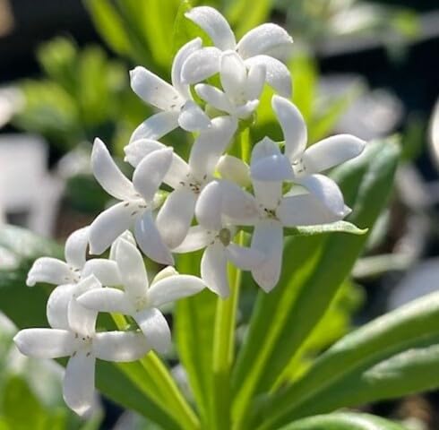 White Odoratum Flower Seeds – Heirloom, Non-GMO, High Germination Organic Garden Seeds for Planting