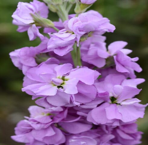 Semillas de Matthiola Morada – Variedad antigua, sin OGM, semillas de jardín orgánicas de alta germinación para sembrar