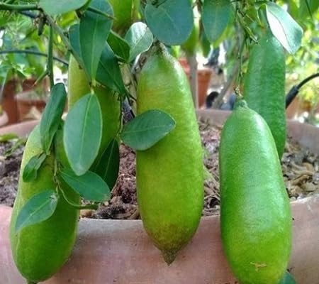 Finger Lime Fruit Seeds – Heirloom, Non-GMO, High Germination Organic Garden Seeds