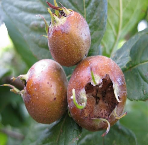 Brown Medlar Seeds – Heirloom, Non-GMO, High Germination Organic Garden Seeds