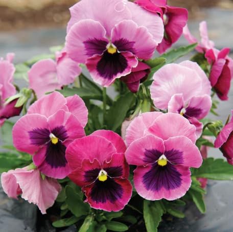 pink pansy flower seeds
