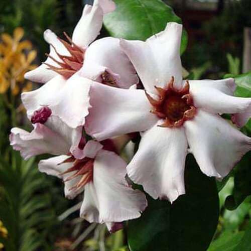 Strophanthus Flower Seeds White for Planting – Heirloom, Non-GMO, High Germination Organic Garden Seeds
