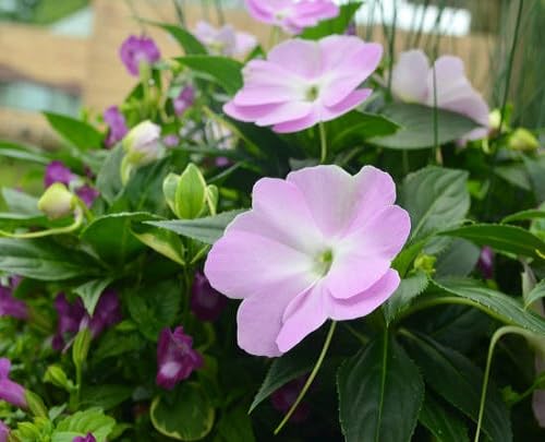 Impatiens Flower Seeds – Heirloom, Non-GMO, High Germination Organic Garden Seeds for Planting