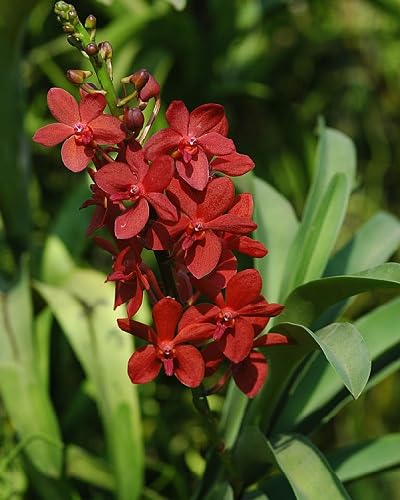 red orchid flower seeds