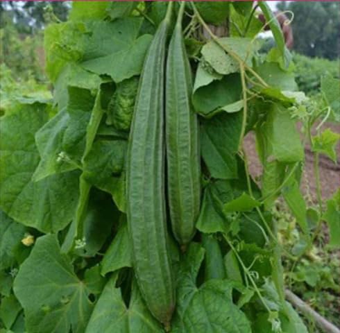 Green Ridge Gourd Seeds – Heirloom, Non-GMO, High Germination Organic Garden Seeds Planting