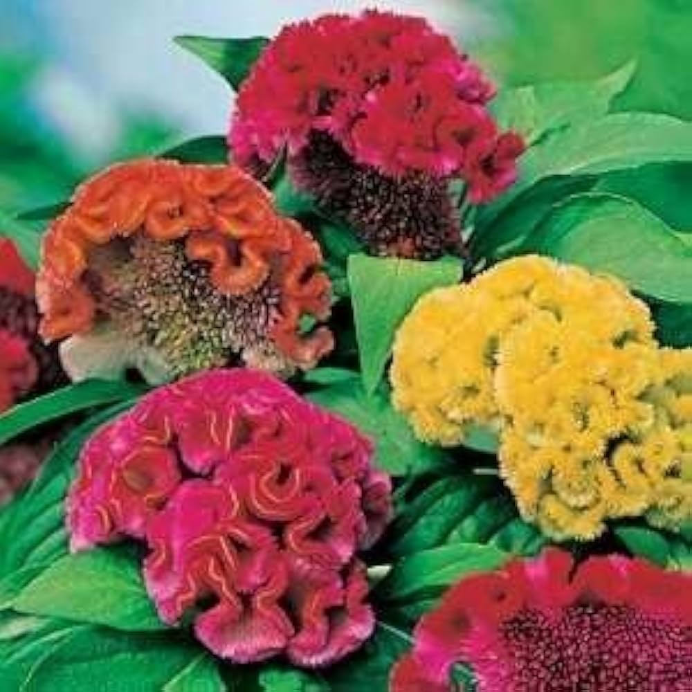 mixed cockscomb flower seeds