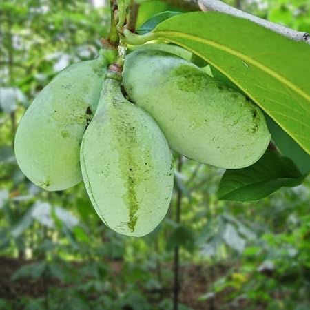 Pawpaw Seeds – Heirloom, Non-GMO, High Germination Organic Garden Seeds