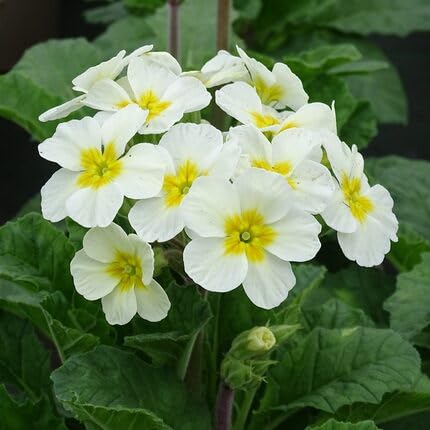 Semillas de flores de Prímula Blancas Herencia No OGM Alta Germinación Semillas Orgánicas de Jardín para Sembrar
