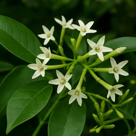 white cestrum flower seeds