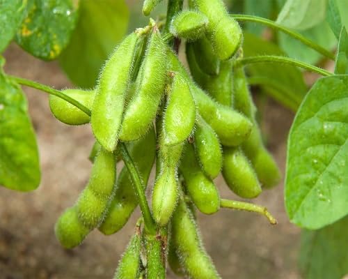 Grüne Edamame-Samen – Alte Sorte, gentechnikfrei, hohe Keimfähigkeit, Bio-Gartensamen zum Pflanzen