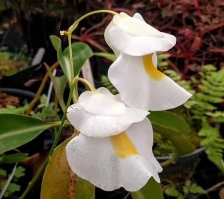 Utricularia Flower Seeds for Planting – Heirloom, Non-GMO, High Germination