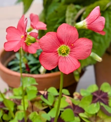 Roter Sauerklee (Oxalis Acetosella) Blumensamen – Alte Sorte, gentechnikfrei, hohe Keimrate, Bio-Gartensamen zum Pflanzen