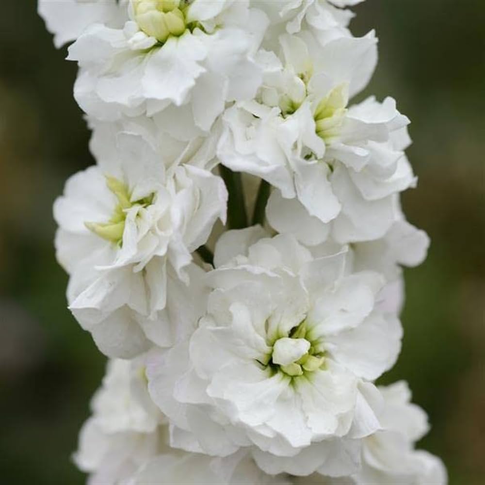 Matthiola Incana Blumensamen Weiß – Alte Sorte, gentechnikfrei, hohe Keimrate