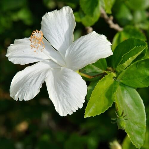 Hibicus Flower Seeds – Heirloom, Non-GMO, High Germination Organic Garden Seeds for Planting