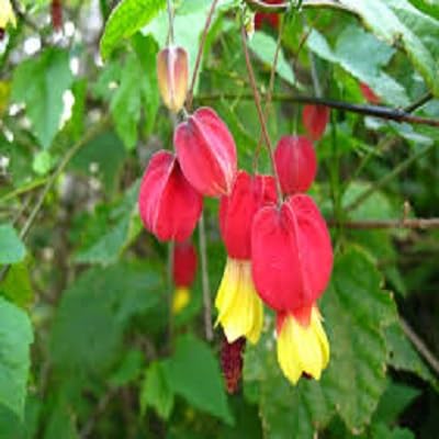 Semillas de flor de abutilón megapotamicum rojo, reliquia, sin OMG, alta germinación, semillas orgánicas para jardín