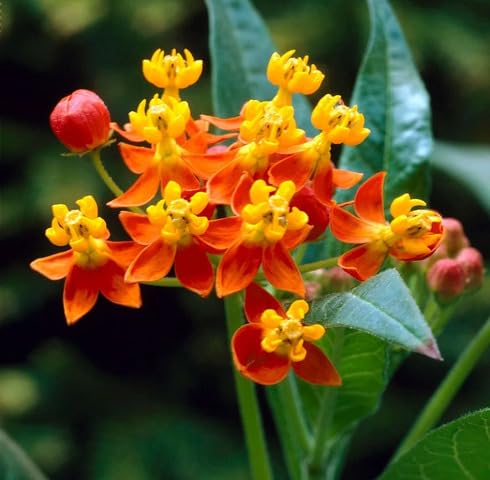 Yellow Red Asclepias Flower Seeds – Heirloom Non-GMO High Germination Organic Seeds