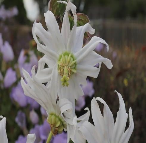 Semillas de flores blancas de Michauxia Campanuloides, reliquia, sin OMG, alta germinación, semillas de jardín orgánicas