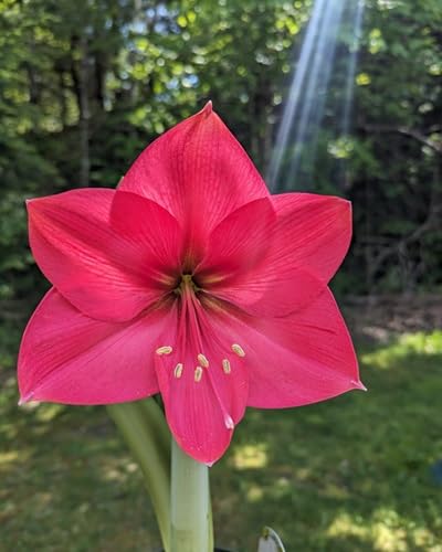 Pink Amaryllis Flower Seeds for Planting – Heirloom, Non-GMO, High Germination Organic Garden Seeds